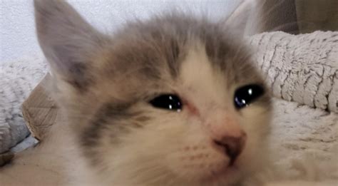 Kitten Crying With Tears