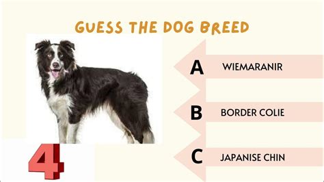 Guess The Dog Breed Quiz 🐶 Youtube