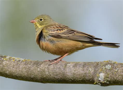 Der Ortolan Foto And Bild Tiere Wildlife Wild Lebende Vögel Bilder