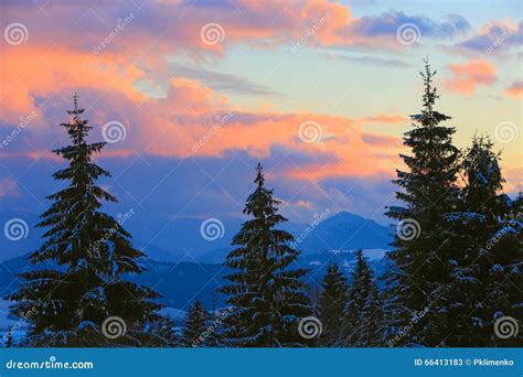 Pine Trees On Sunset Sky Background Stock Image Image Of Dark Gold