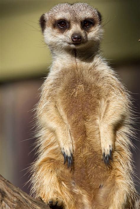 Top Meerkat Hd Wallpaper The Ultimate Guide Quotesgram2