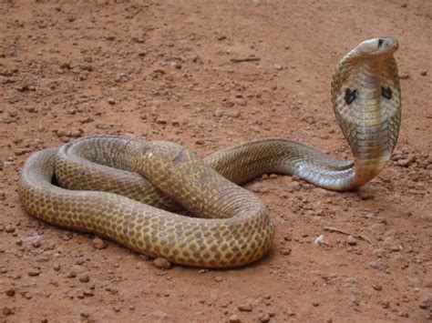 Top 10 Most Deadliest Venomous Snakes Digital Mode
