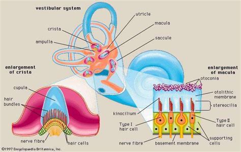Vestibular System Definition Anatomy And Function Vestibular System