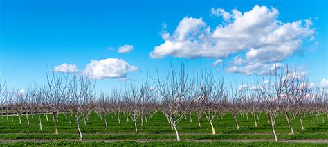Almond Irrigation Effort Among Recipients Of On Farm Conservation