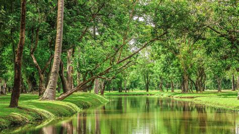 Beautiful Nature River In The Green Forest Wallpaper Download 5120x2880