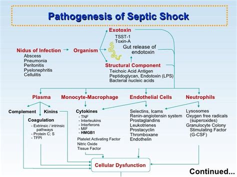 Sepsis And Septic Shock Septic Shock Sepsis Sepsis Pathophysiology