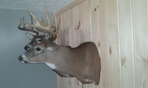 Full Sneak Deer Mount Taxidermy Hunting New York Ny Empire State