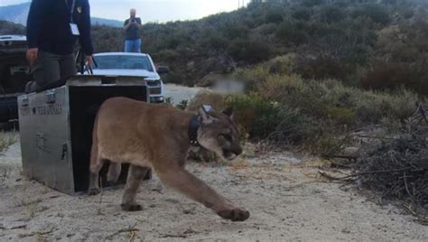 This Is The Goal Mountain Lion Burned In California Wildfire