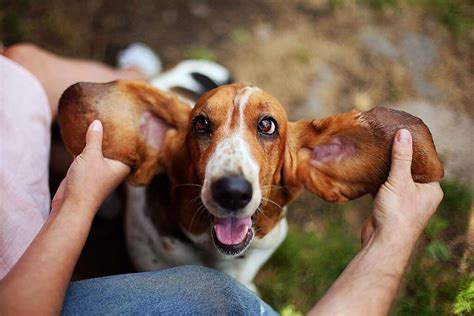 10 Calm Dog Breeds That Make The Best Chill Companions Xoxobella