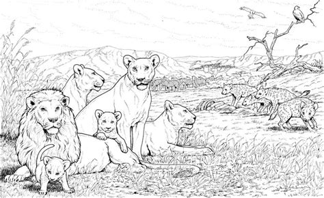 8 African Lion Coloring Pages Animal Coloring Pages