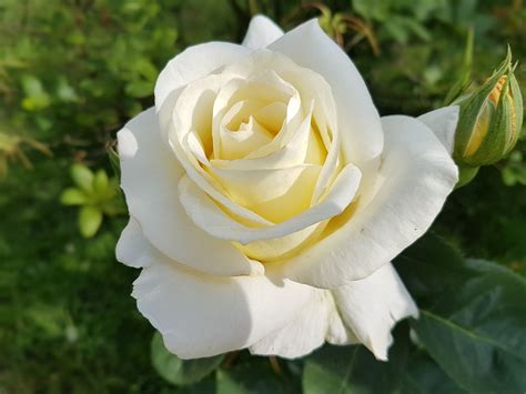 Rose White Flowers · Free Photo On Pixabay
