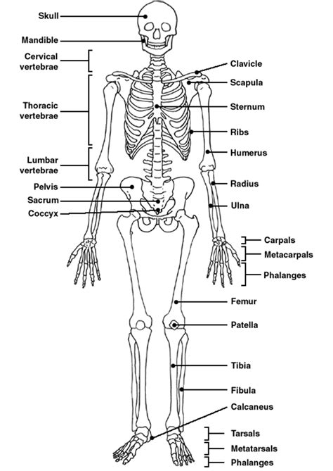 List of bones in the human body. lab practical for Bio 101 at Syracuse University - StudyBlue