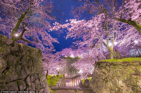 Japan And South Korea Are Transformed By Blooming Cherry