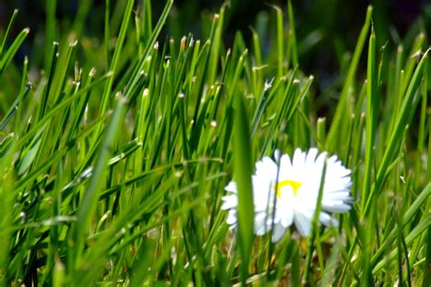 White Daisy Flower With Grass Hd Wallpaper Wallpaper Flare
