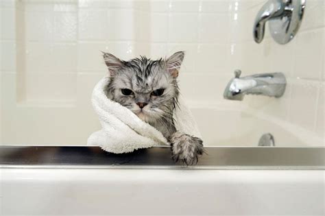 15 Funniest Pictures Of Wet Cats Slideshow