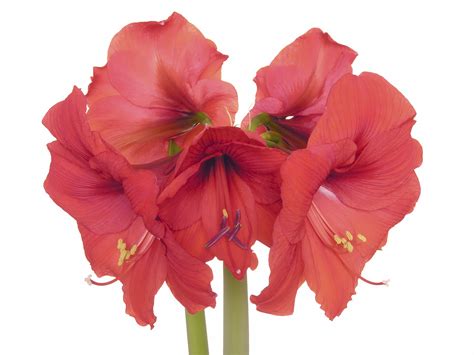 Pet Poison Helpline Amaryllis Toxicity To Dogs And Cats