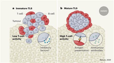B Cells And Tertiary Lymphoid Structures Tls Linked To Effective