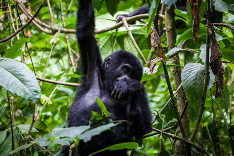 When To Book Gorilla Habituation Holiday In Uganda — Uganda Safaris