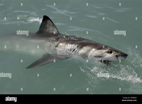 Great White Shark Breaking Surface Stock Photo Alamy