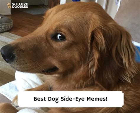 15 Best Dog Side Eye Memes That Will Make You Laugh 2023 We Love