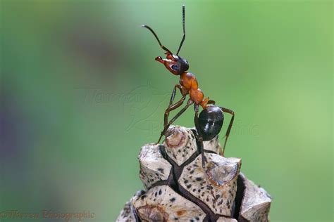 Wood Ant Worker Photo Wp16861