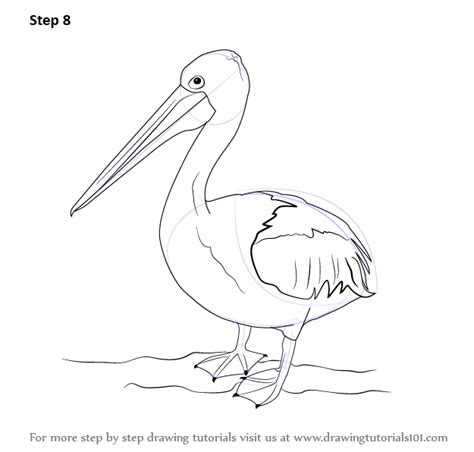 Learn How To Draw A Pelican Seabirds Step By Step