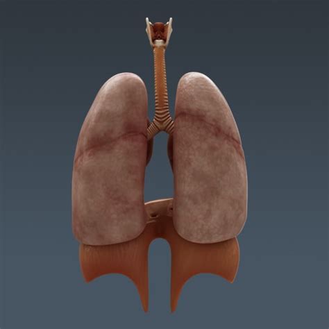 Testes, prostate, scrotum, penis, and duct system, which carries the. Human Body Internal Organs - Anatomy 3D Model .max .obj ...