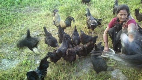 Pioneers In Original Kadaknath Chicken One Big Happy Kadaknath Chicken Farm