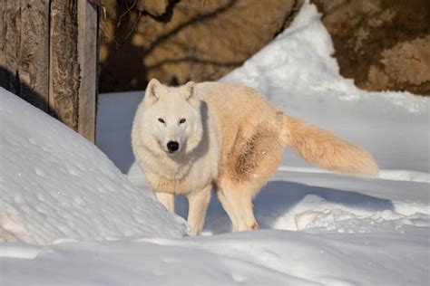 10 Incredible Arctic Wolf Facts Wikipedia Point