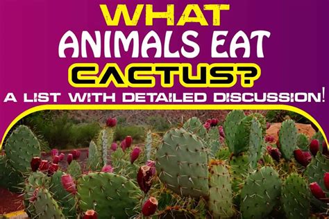 What Animals Eat Cactus A List With Detailed Discussion Being Human