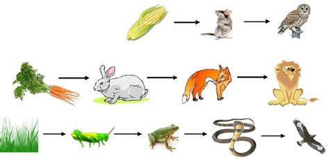 However, there are a three key differences between them. What are examples of organisms on different levels of the ...