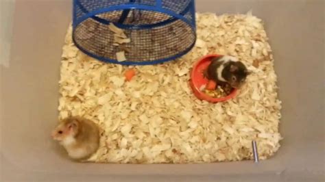 Male And Female Hamster Getting To Know Each Other Youtube