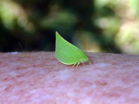 Green Planthopper Insects And Organic Gardening