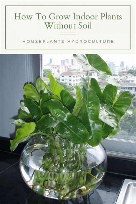 Houseplants Hydroculture How To Grow Indoor Plants Without Soil