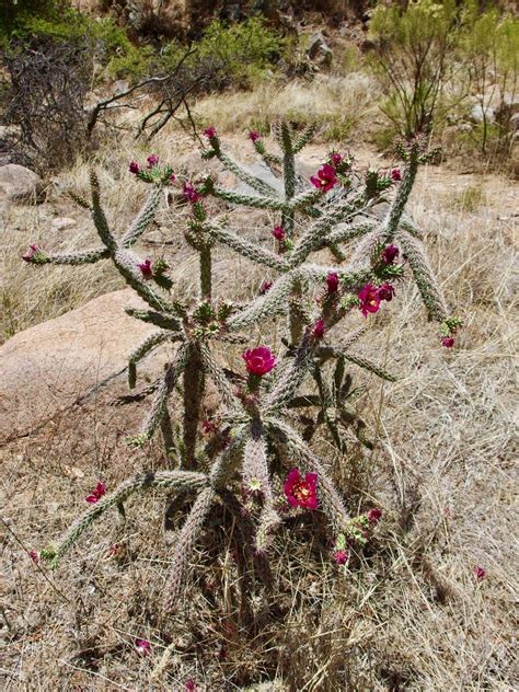 Walking Stick Cactus The Arizona Native Plant Society