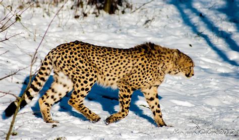 Cheetah In Snow Cat Lounge Cheetah Big Cats