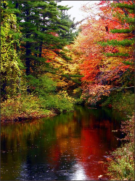 Beautiful Autumn River Autumn Forest River Nature