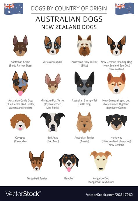 What Is The Most Popular Dog Breed In Australia