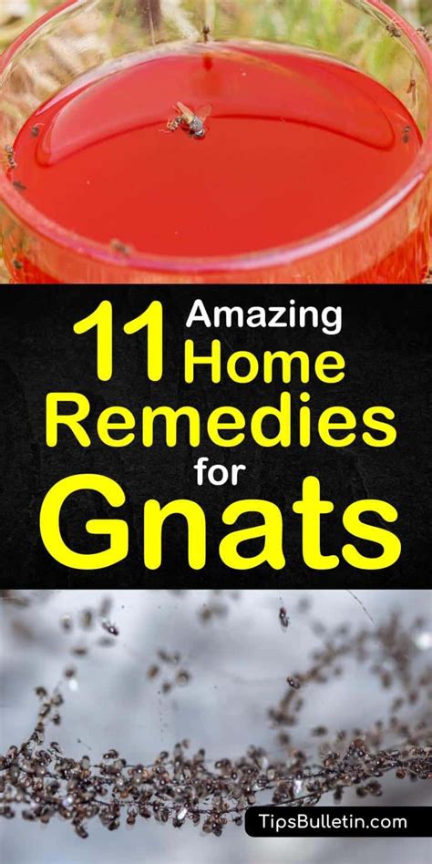 How To Get Rid Of The Gnats Outside