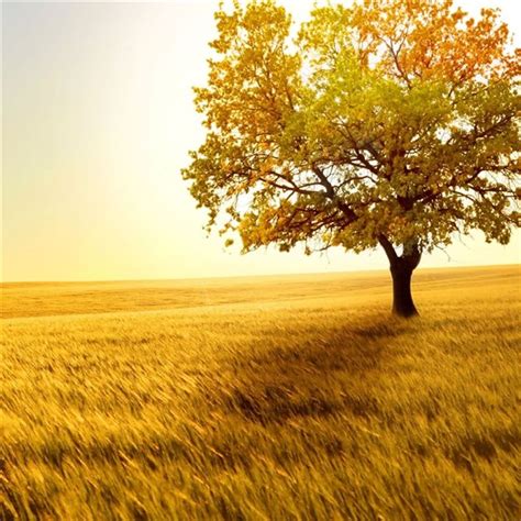 Nature Golden Tree On Grassland Ipad Wallpapers Free Download