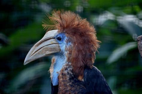 Yellow Casqued Hornbill Alchetron The Free Social Encyclopedia