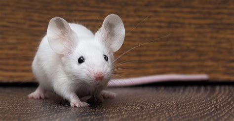 Mouse Names Discover More Than 300 Inspiring Names For Mice