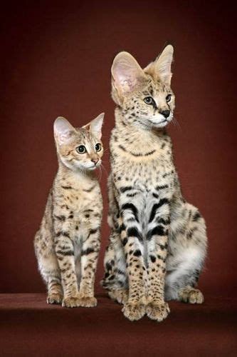 Serval And Savannah Cats