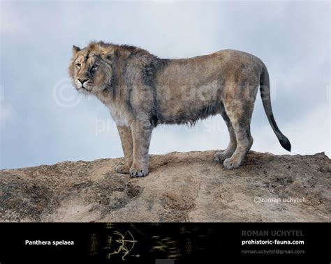 The Cave Lion Panthera Leo Spelaea Was One Of The Biggest Cats Of