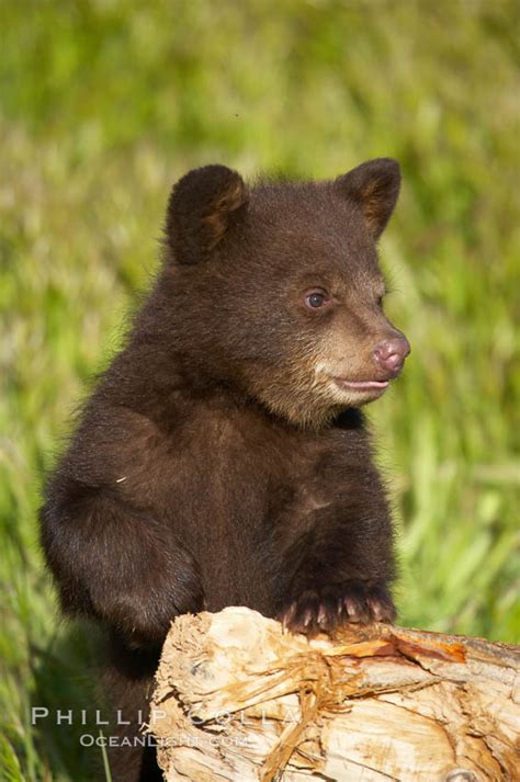American Black Bear Male Cub Ursus Americanus 12238