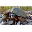 Job Listing  Wood And Spotted Turtle Ecology Internship In Front Royal