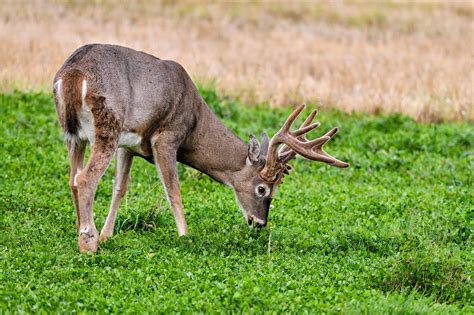 What Do Deer Eat Outdoor Life