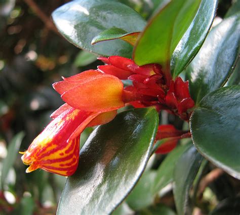 Flowers And Bracts Goldfish Plant Nematanthus Tropicana Ash Flickr