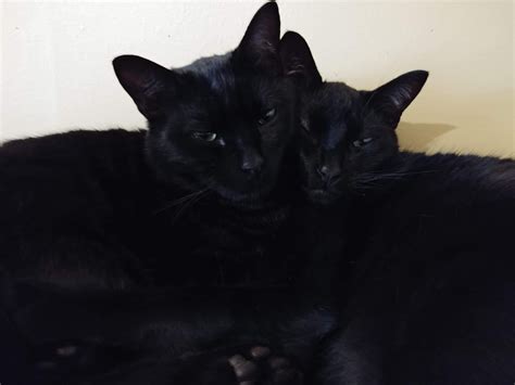 Two Black Cats Laying Next To Each Other