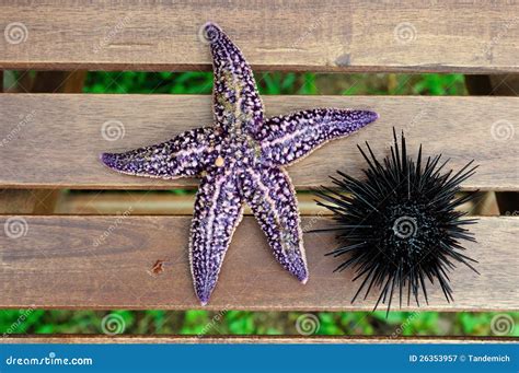 Starfish And Sea Urchin Echinus Stock Image Image Of Colorful